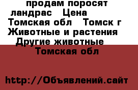 продам поросят ландрас › Цена ­ 5 000 - Томская обл., Томск г. Животные и растения » Другие животные   . Томская обл.